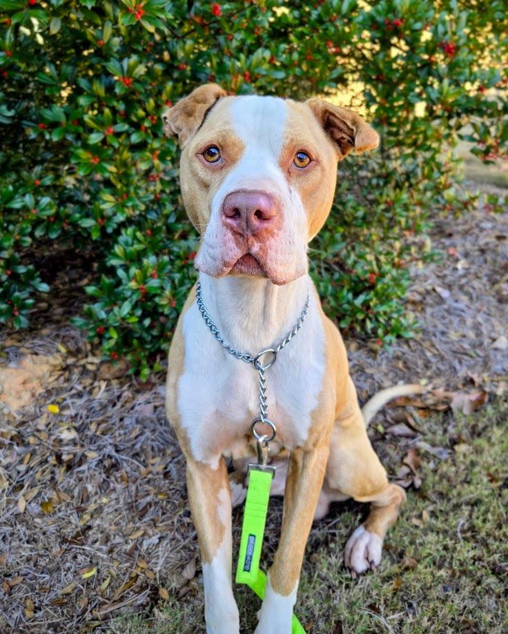 Enlarge Monk, a Adoptable mixed breed in Douglasville, GA image 5/6