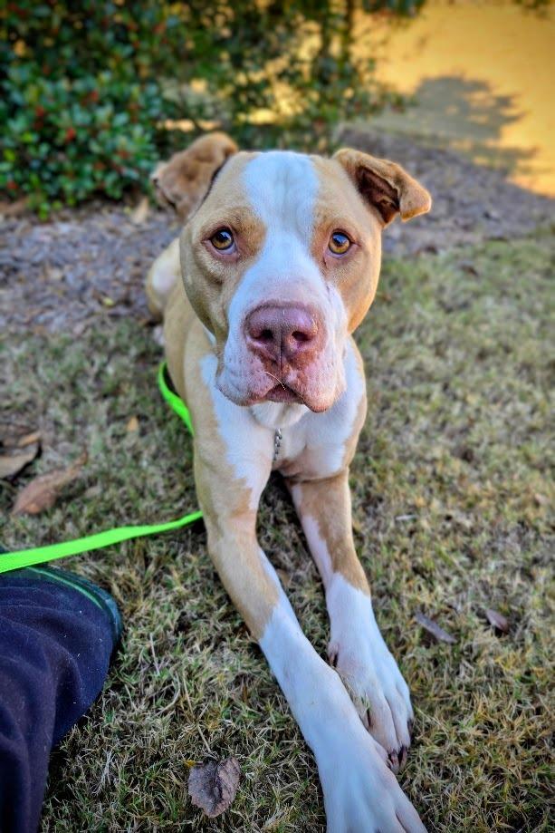 Enlarge Monk, a Adoptable mixed breed in Douglasville, GA image 6/6