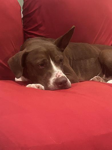 Sunshine 'certified' Cuddler — thumbnail 3