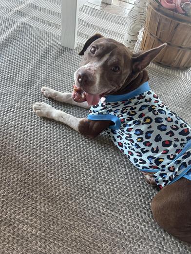 Sunshine 'certified' Cuddler — thumbnail 4