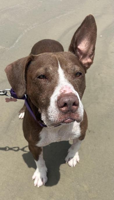 Sunshine 'certified' Cuddler — thumbnail 6