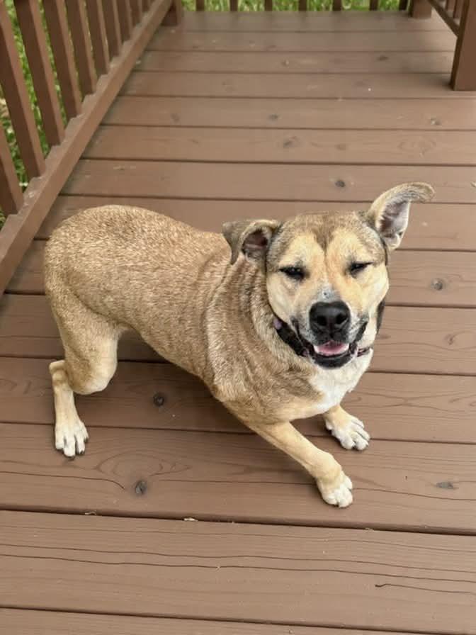 Penny, Adoptable, Adult Female Mixed Breed.