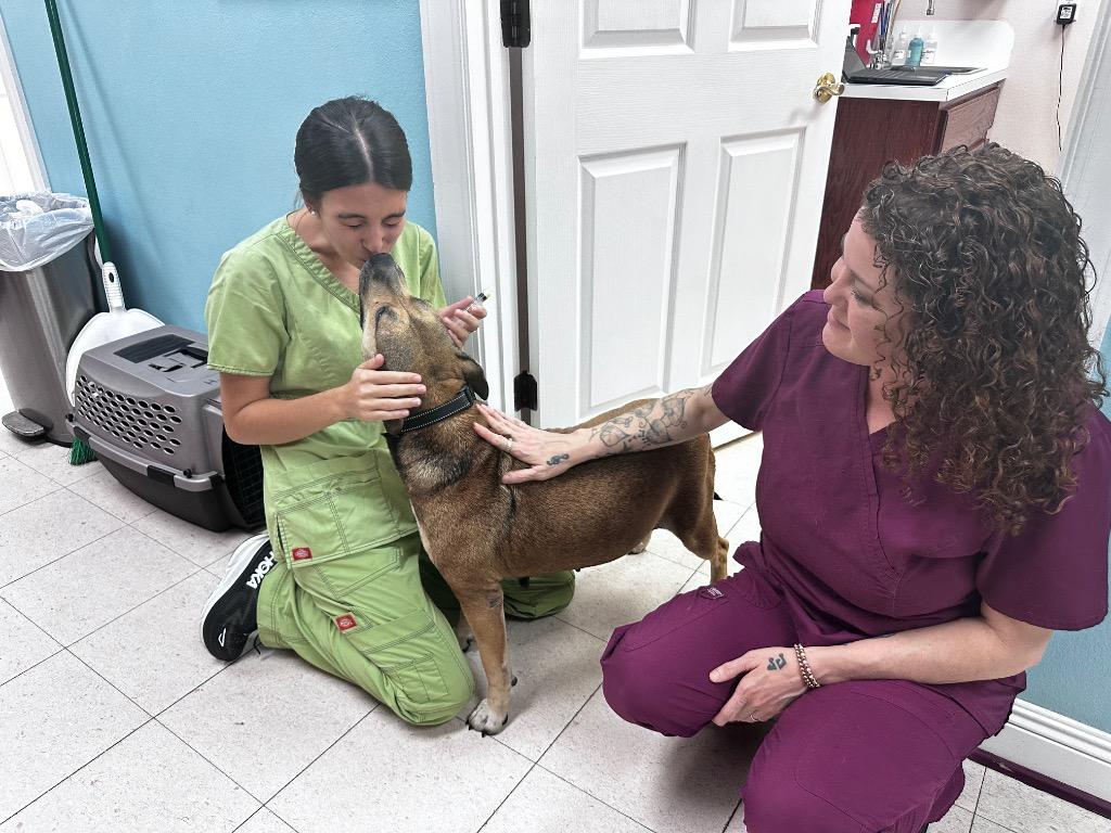 Penny, Adoptable, Adult Female Mixed Breed.