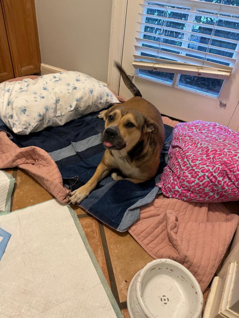 Penny, a Adoptable mixed breed in St. Francisville, LA image 2/3