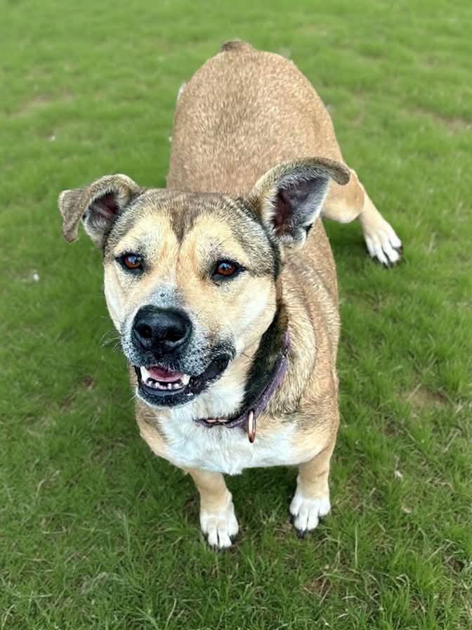 Enlarge Penny, a Adoptable mixed breed in St. Francisville, LA image 4/6