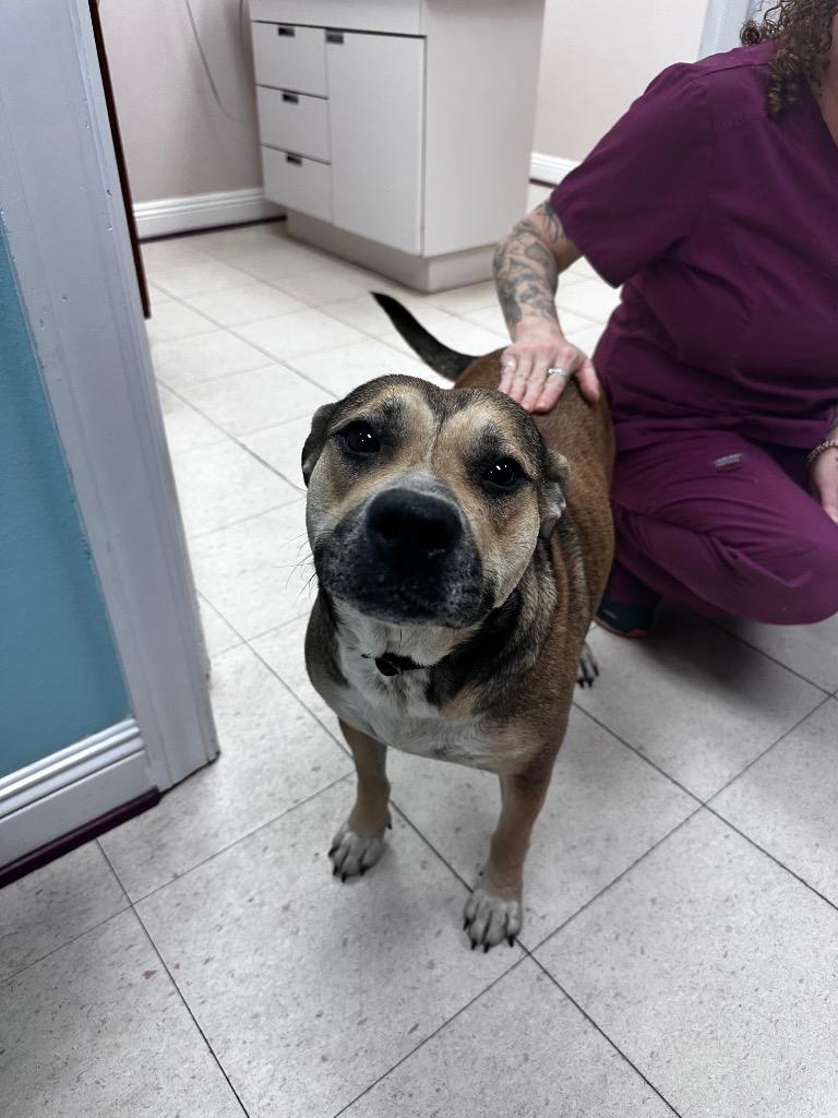 Penny, a Adoptable mixed breed in St. Francisville, LA image 3/3