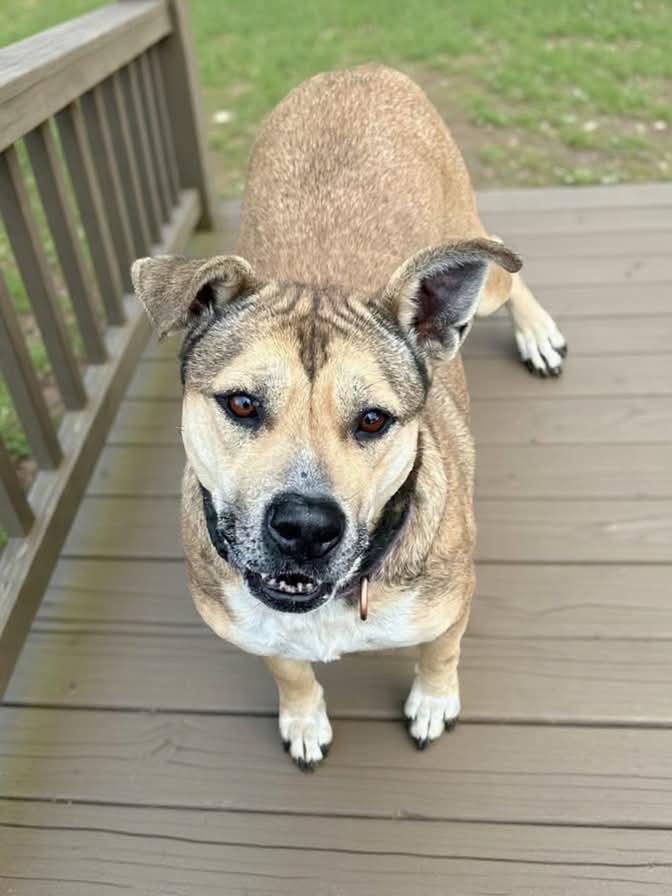 Enlarge Penny, a Adoptable mixed breed in St. Francisville, LA image 6/6