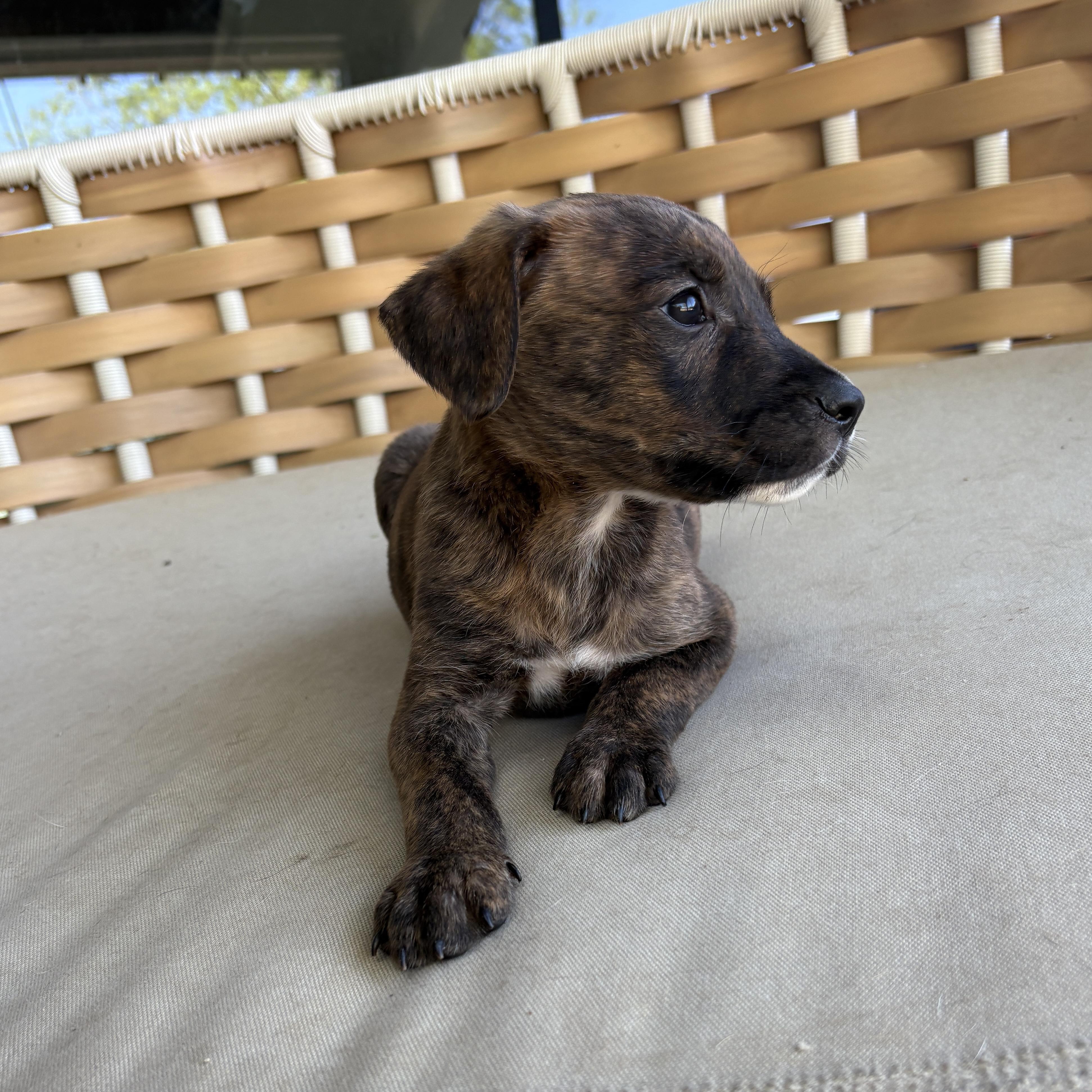 Enlarge Finley, a Adoptable Mixed Breed in Charlotte, NC image 2/2