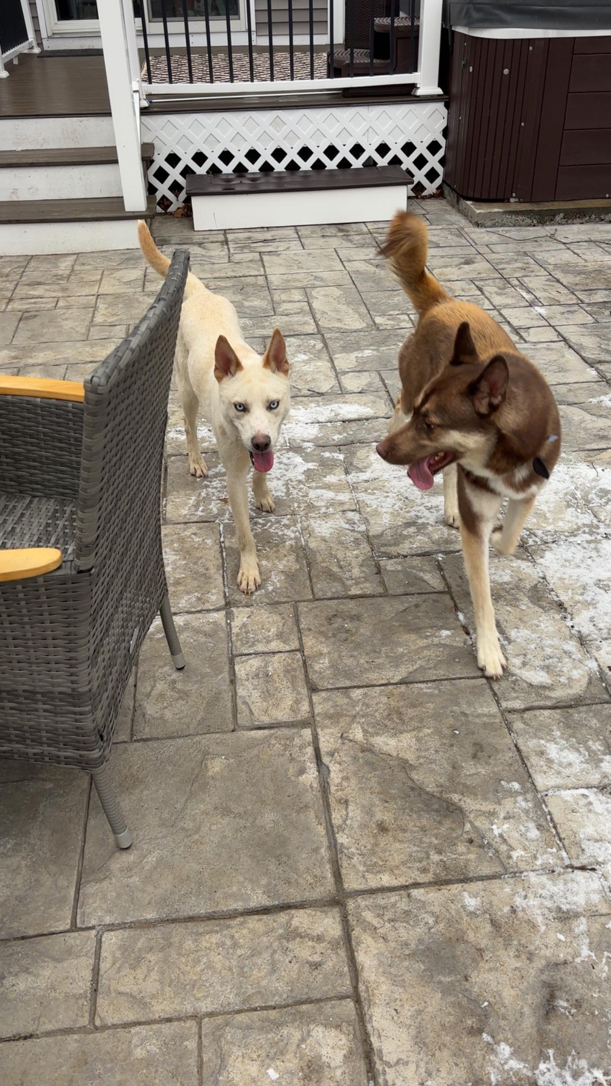 Benji, a Adoptable Husky in Weston, MA image 6/6