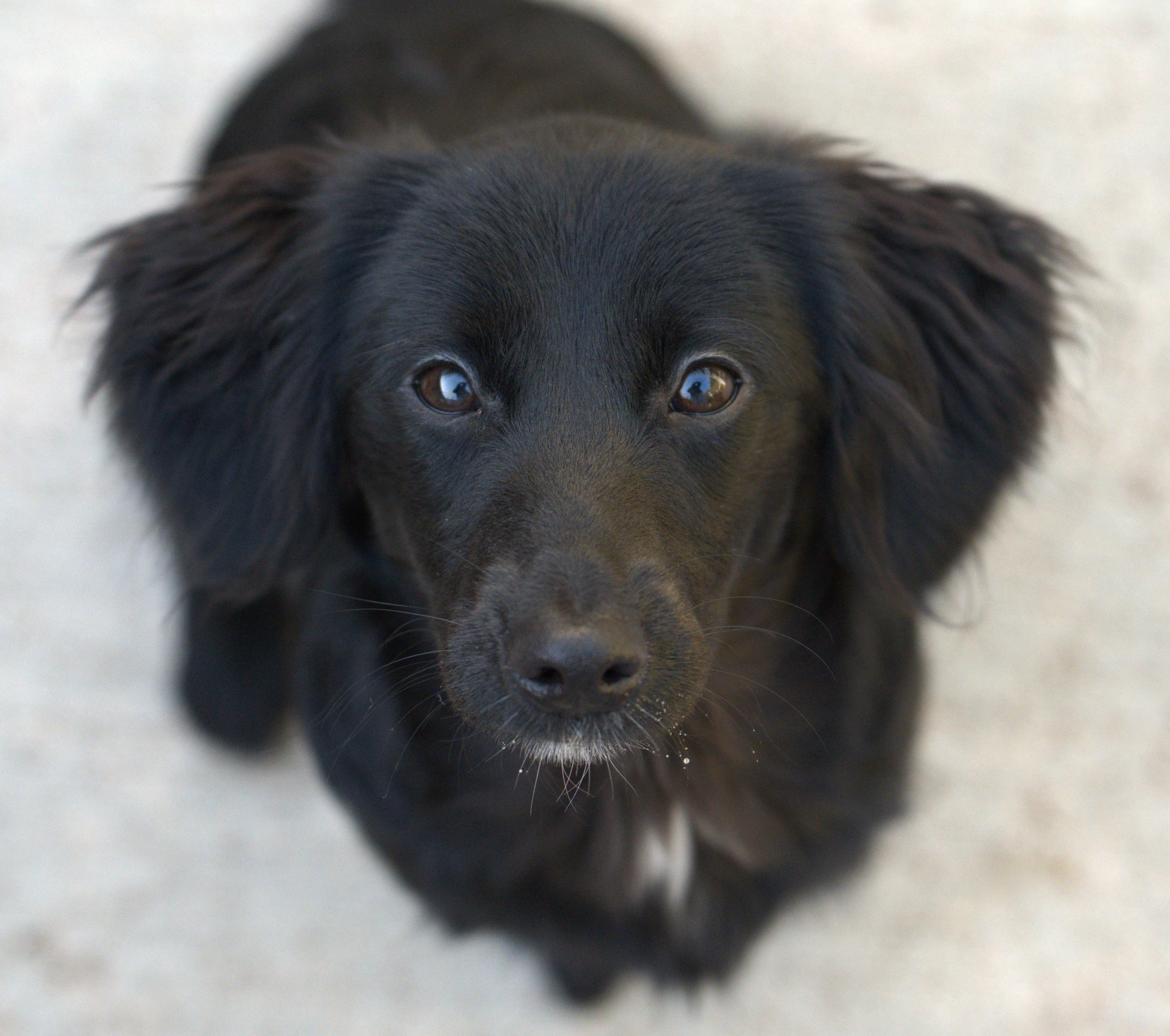 Enlarge Ellie, an adopted mixed breed in Hoquiam, WA image 1/6