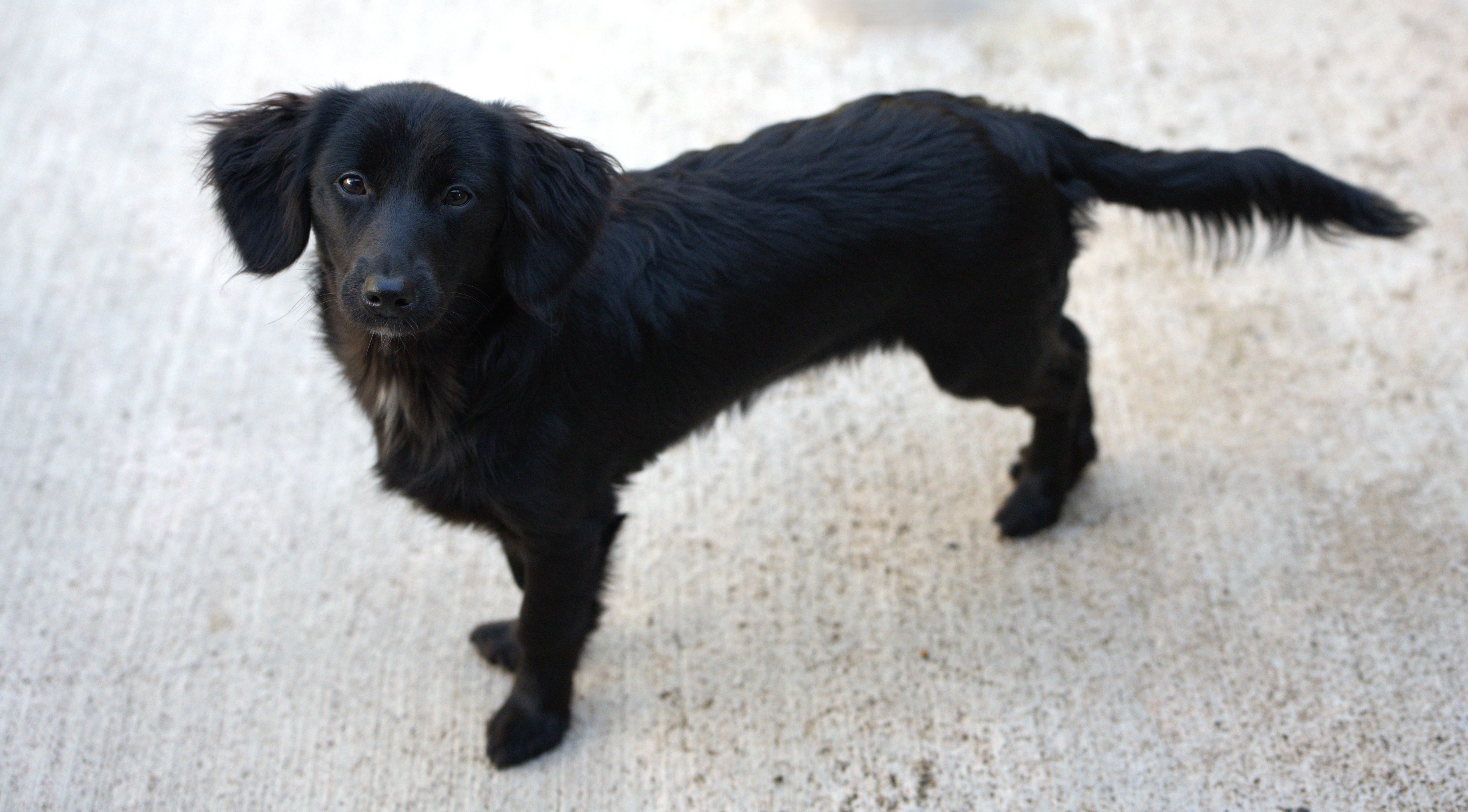 Enlarge Ellie, an adopted mixed breed in Hoquiam, WA image 5/6