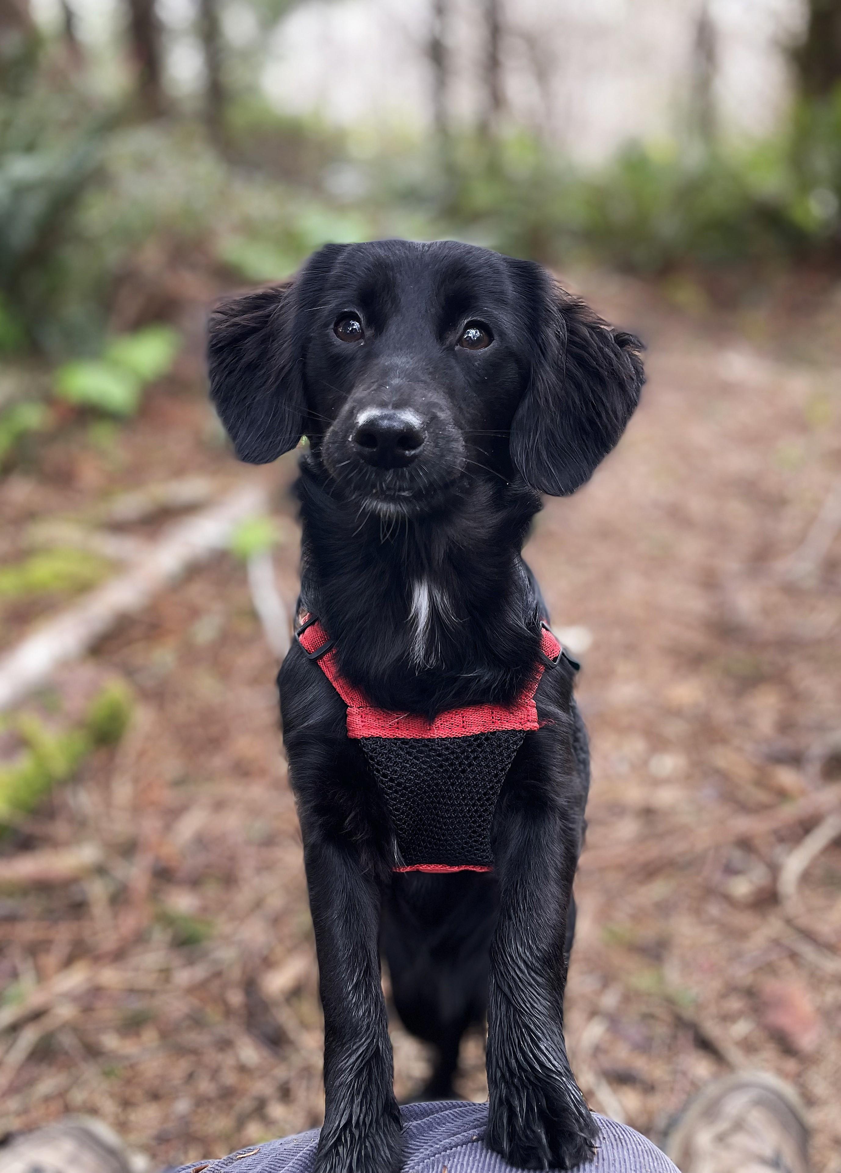Enlarge Ellie, an adopted mixed breed in Hoquiam, WA image 2/6