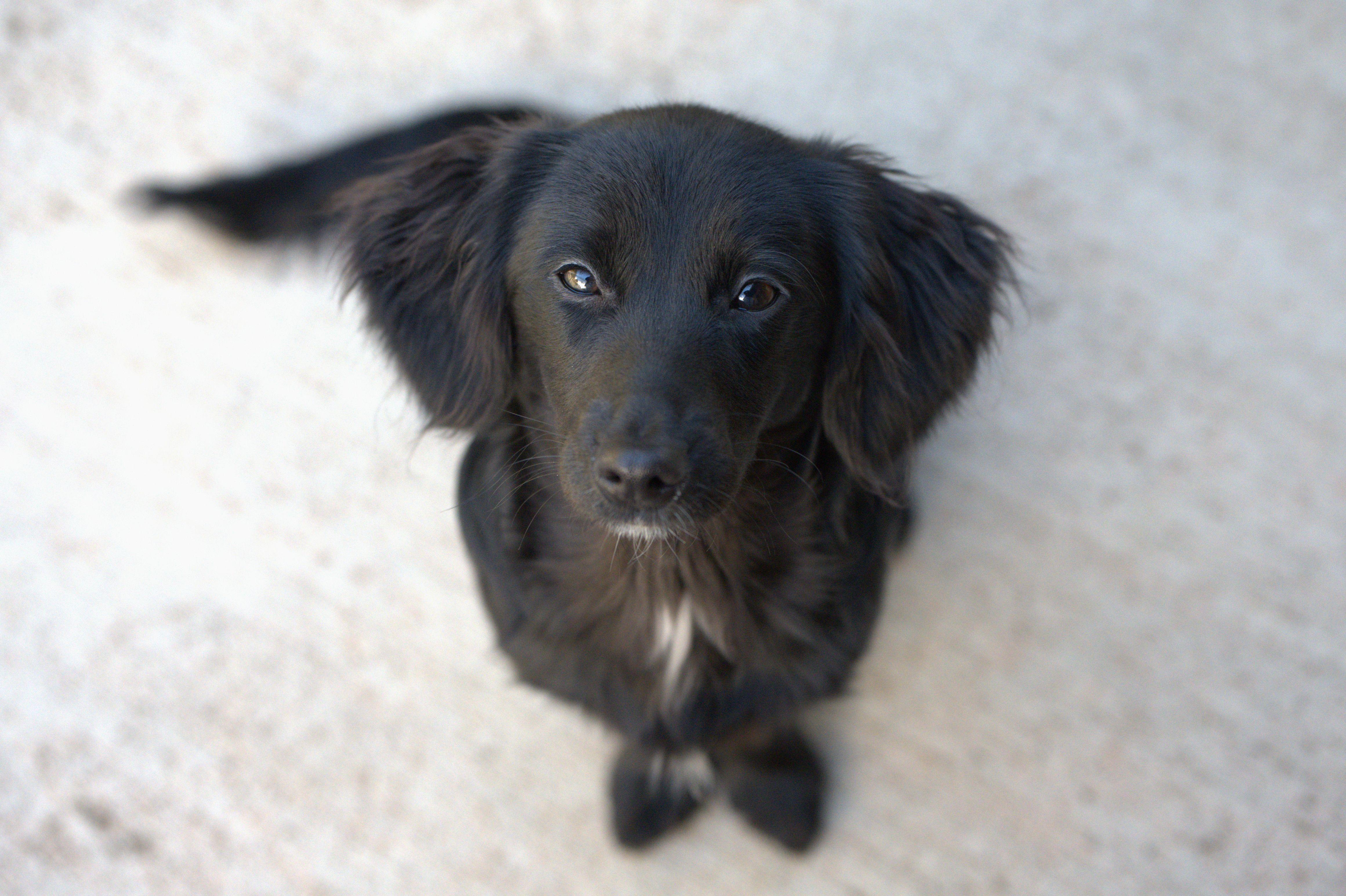 Enlarge Ellie, an adopted mixed breed in Hoquiam, WA image 3/6