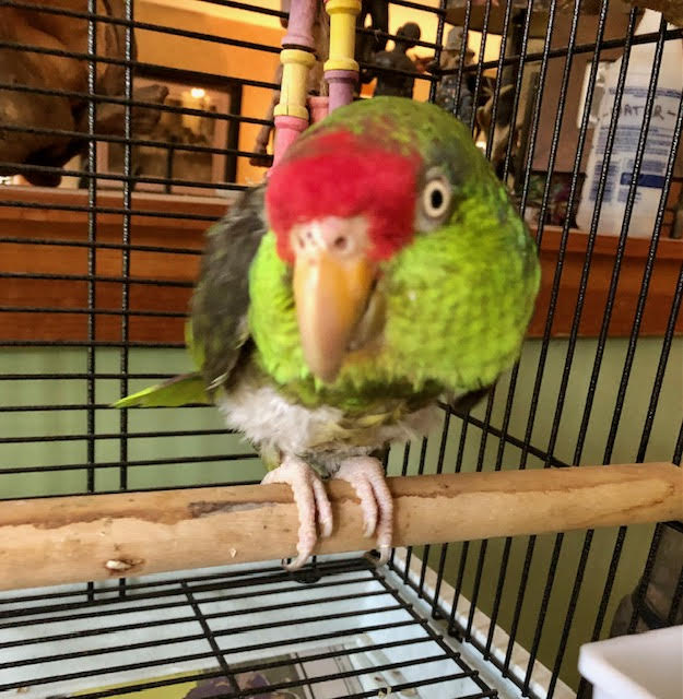 Enlarge Dolly, a Adopted Amazon in East Hartland, CT image 1/3