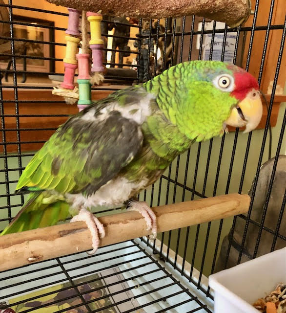 Enlarge Dolly, a Adopted Amazon in East Hartland, CT image 3/3