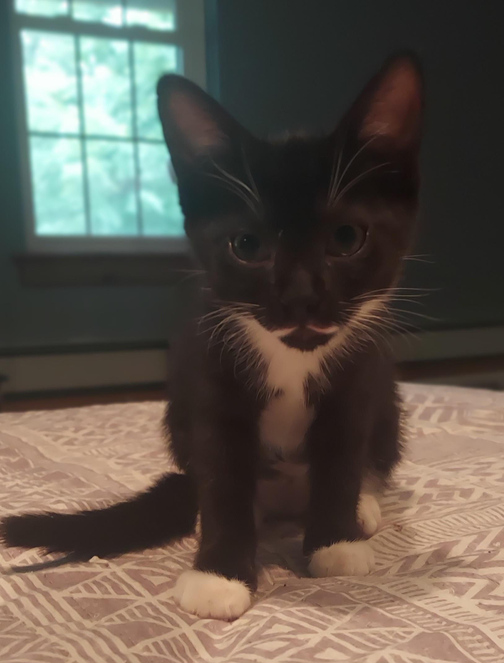 Bumble, ADOPTABLE, Kitten Female Domestic Short Hair.