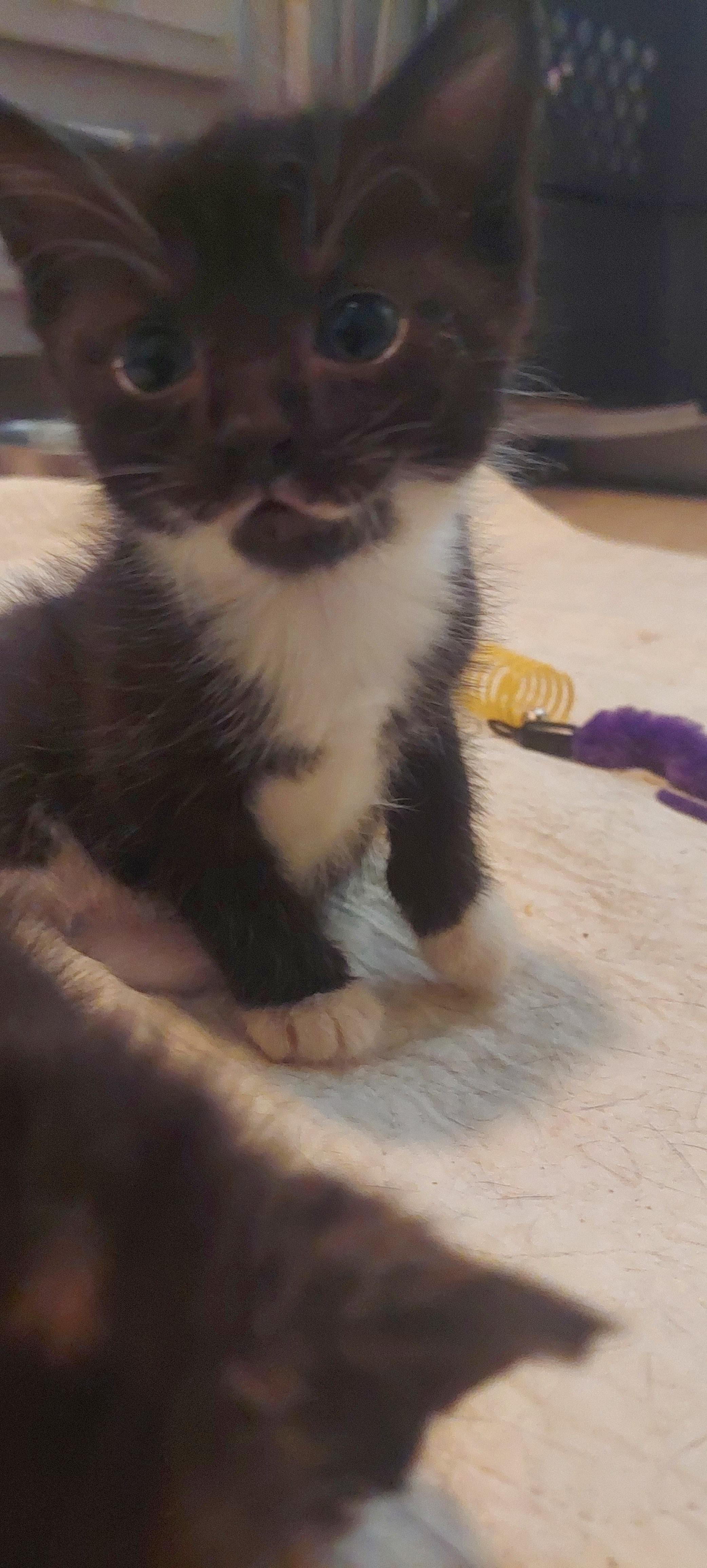 Enlarge Bumble, a ADOPTABLE mixed breed in Succasunna, NJ image 3/3