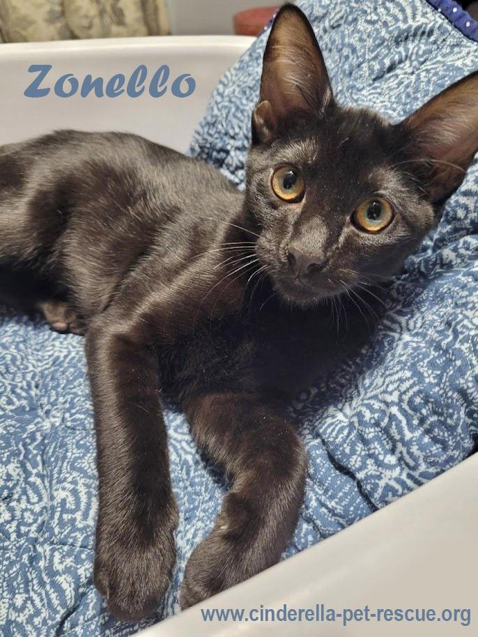 Zonello, Adoptable, Kitten Male Domestic Short Hair.