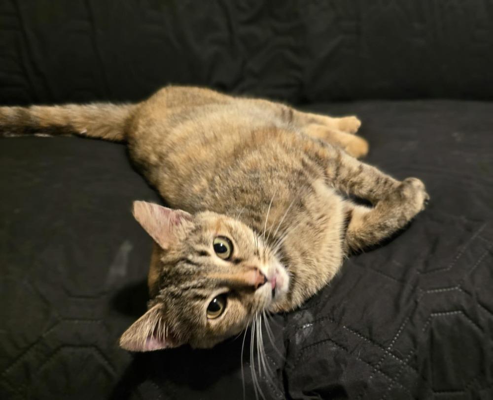 Gingerbread, Adoptable, Adult Female Domestic Short Hair.