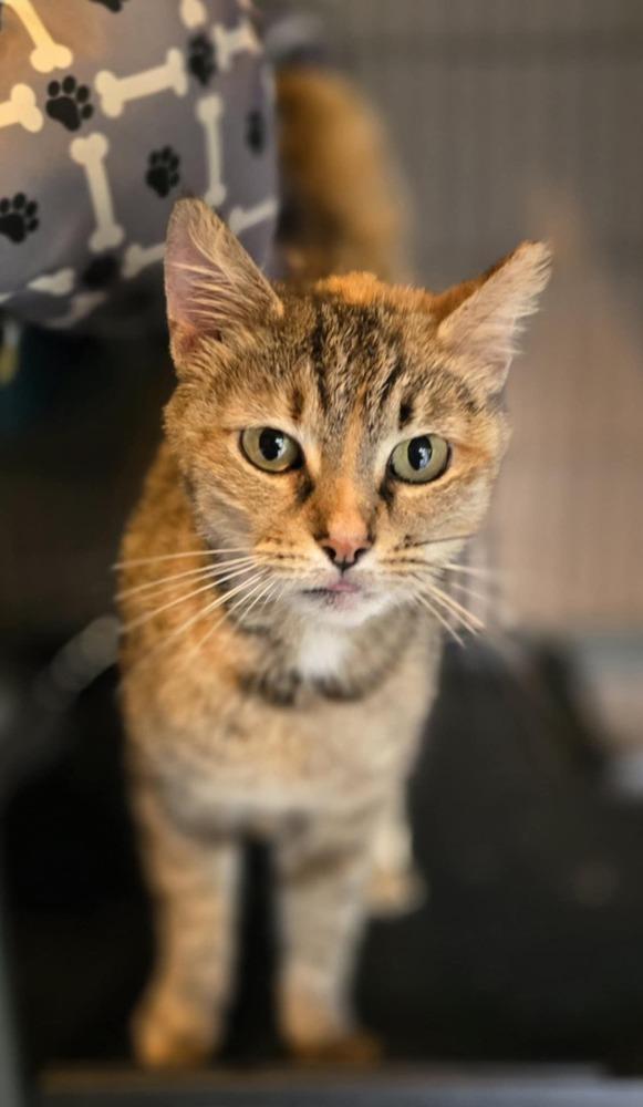 Enlarge Gingerbread, a Adoptable mixed breed in Wendell, NC image 2/6