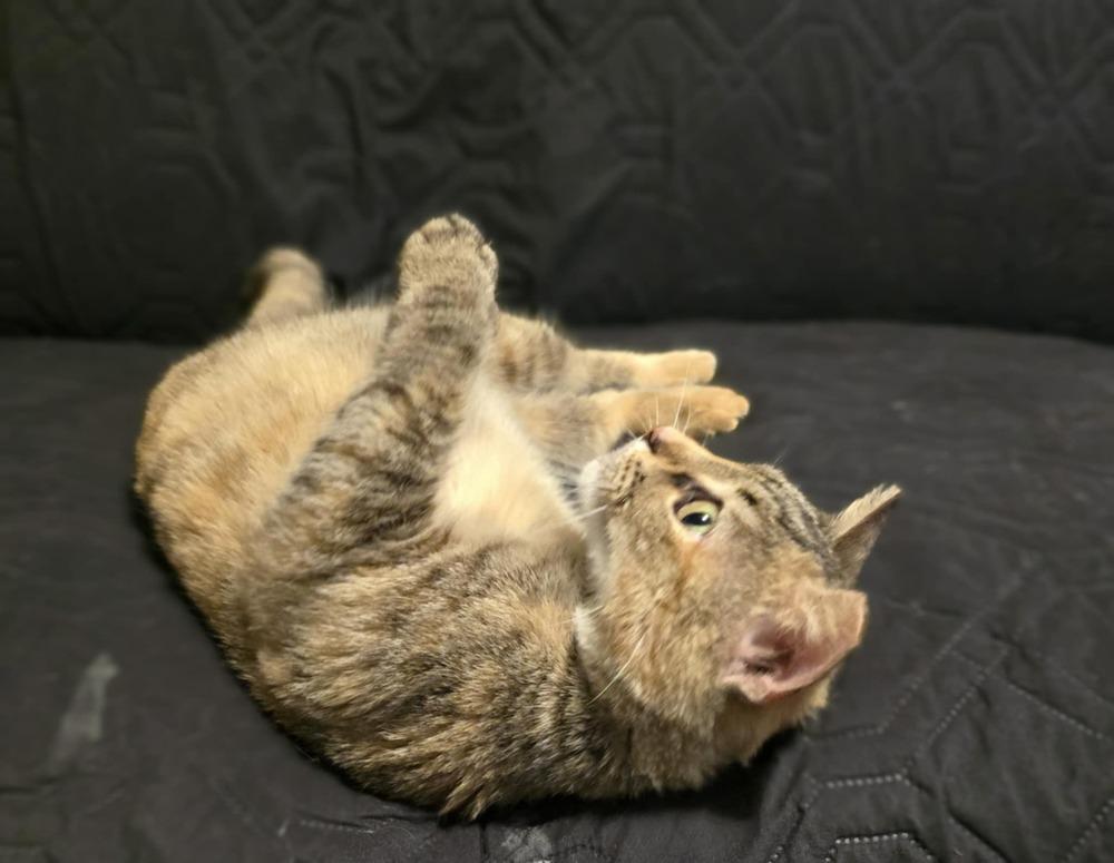 Enlarge Gingerbread, a Adoptable mixed breed in Wendell, NC image 3/6