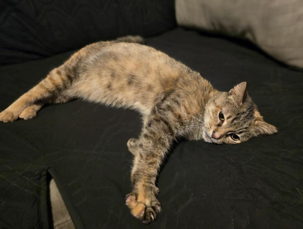 Enlarge Gingerbread, a Adoptable mixed breed in Wendell, NC image 4/6