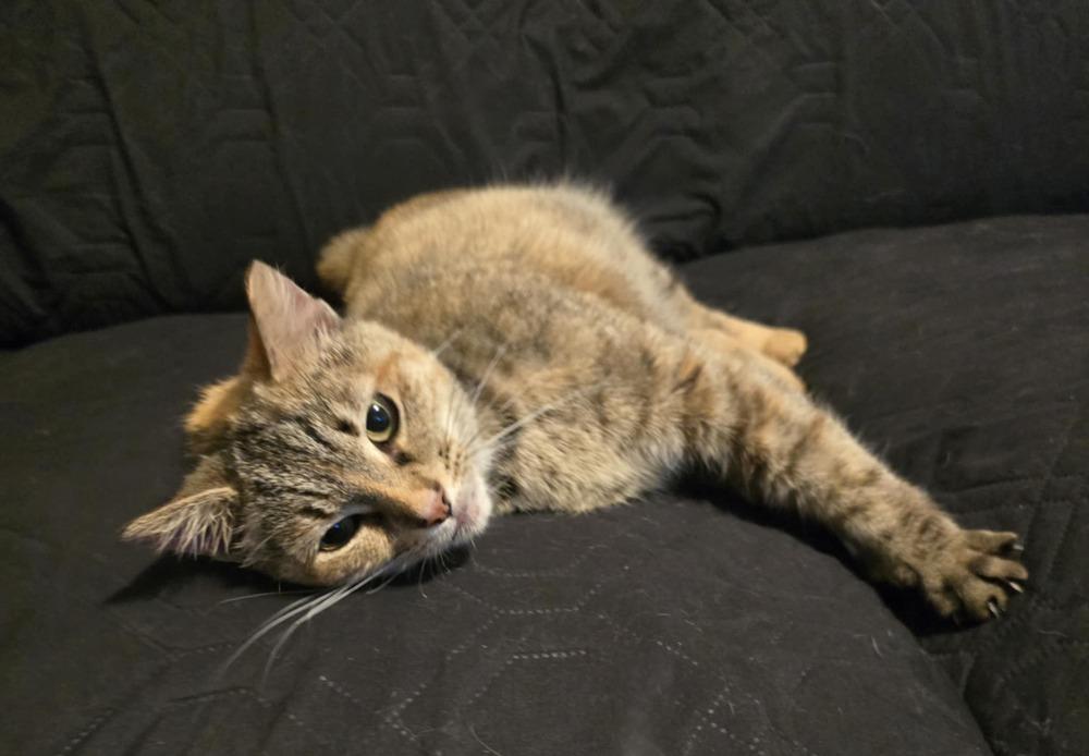 Enlarge Gingerbread, a Adoptable mixed breed in Wendell, NC image 5/6