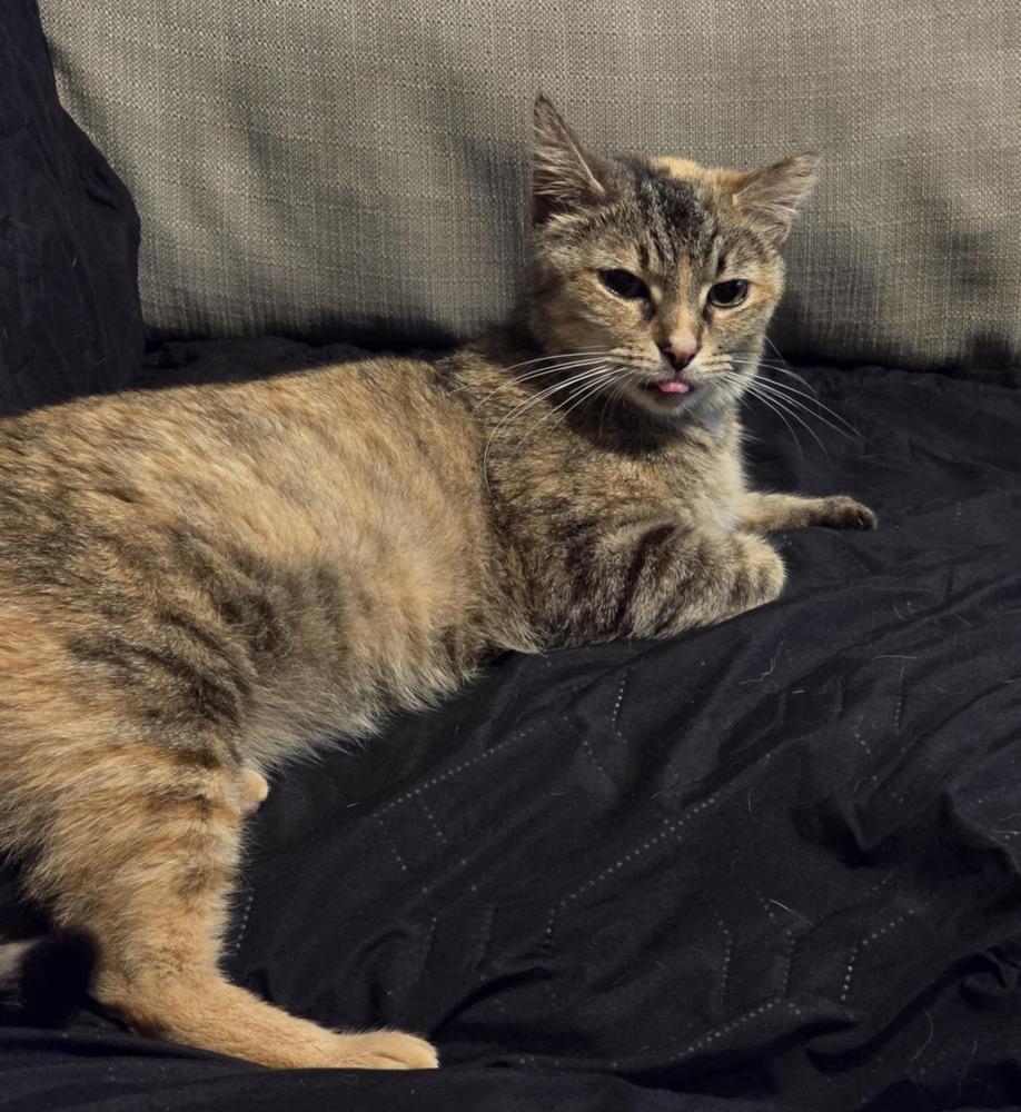 Enlarge Gingerbread, a Adoptable mixed breed in Wendell, NC image 6/6