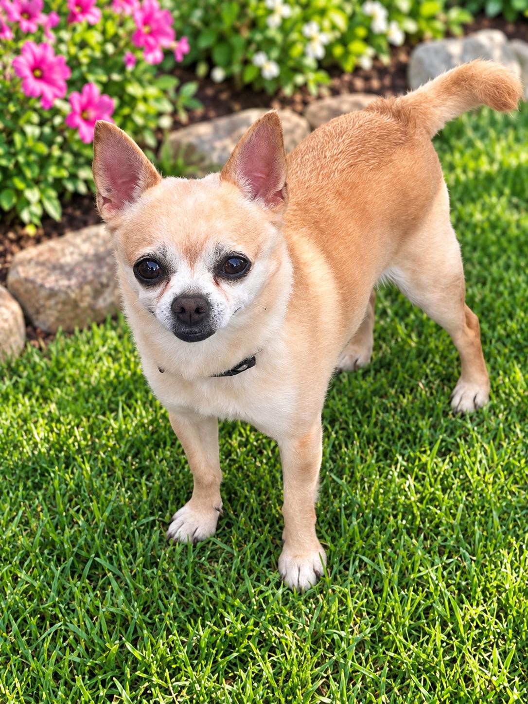 Ace [tan], Adopted, Adult Male Chihuahua & Pug.