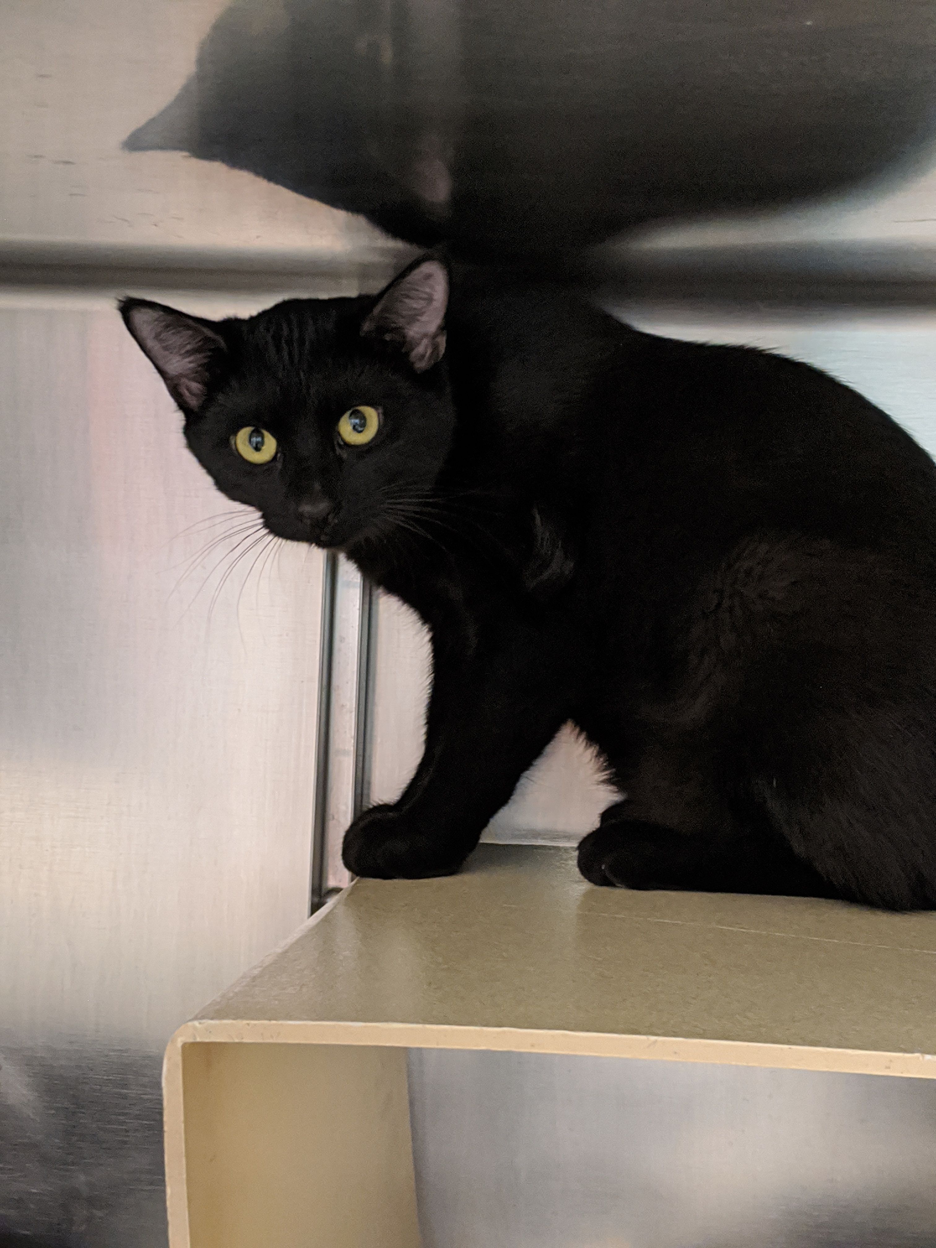 Enlarge Gerri (Barn Cat), a Adoptable mixed breed in Cape May Court House, NJ image 1/4