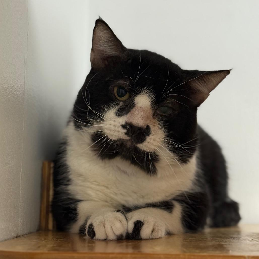 Chad, a Adoptable Domestic Short Hair in Ponte Vedra Beach, FL image 1/4