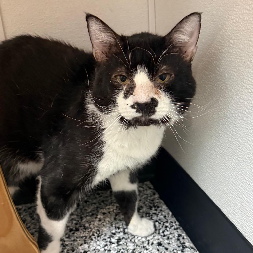 Chad, a Adoptable Domestic Short Hair in Ponte Vedra Beach, FL image 2/4