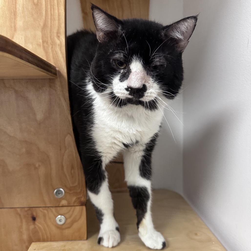 Chad, a Adoptable Domestic Short Hair in Ponte Vedra Beach, FL image 3/4