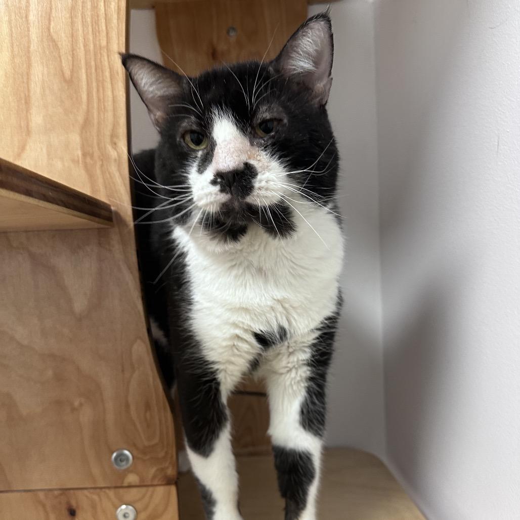 Chad, a Adoptable Domestic Short Hair in Ponte Vedra Beach, FL image 4/4