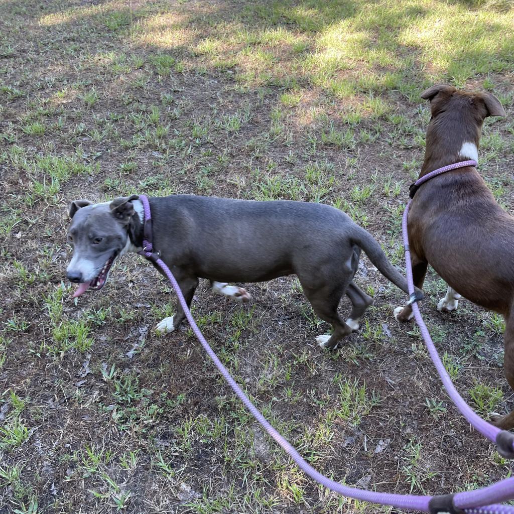 Reagan, a Adoptable Mixed Breed in Dallas, TX image 1/4