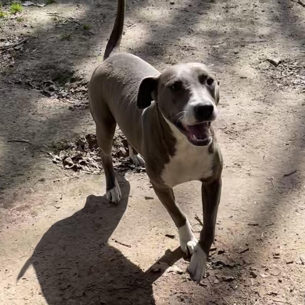 Reagan, a Adoptable Mixed Breed in Dallas, TX image 2/4