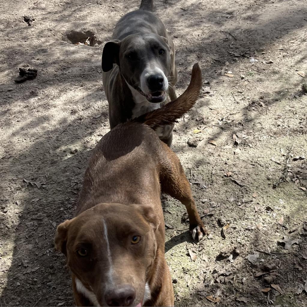 Reagan, a Adoptable Mixed Breed in Dallas, TX image 3/4