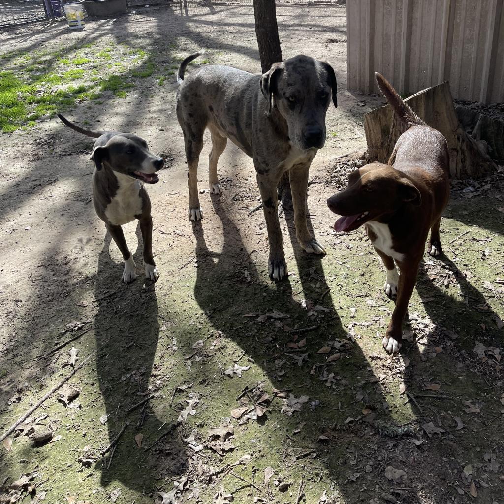 Reagan, a Adoptable Mixed Breed in Dallas, TX image 4/4