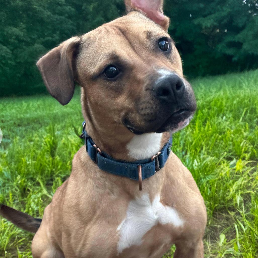 Hattie, Adoptable, Adult Female American Staffordshire Terrier.