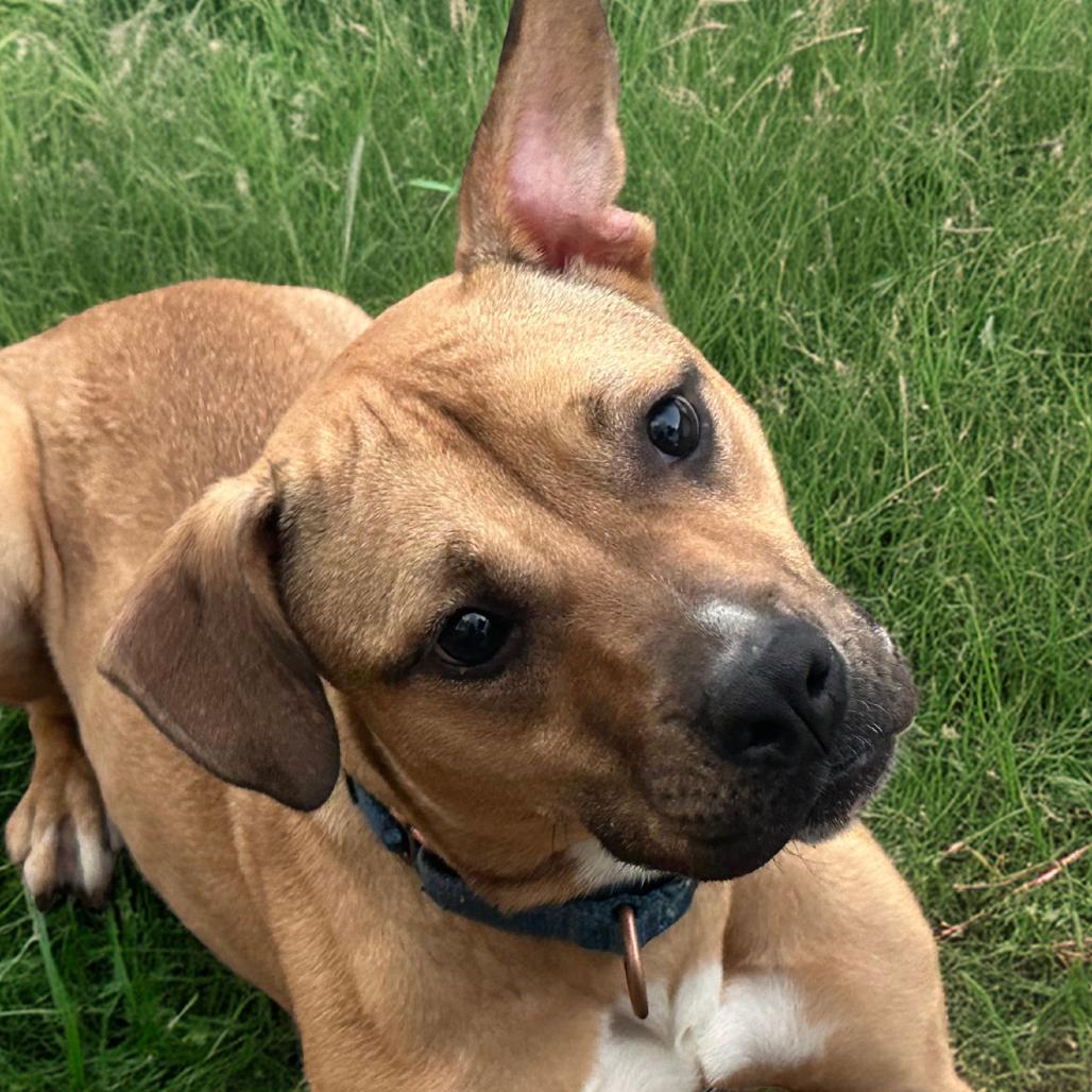Enlarge Hattie, a Adoptable American Staffordshire Terrier in Fuquay Varina, NC image 4/6