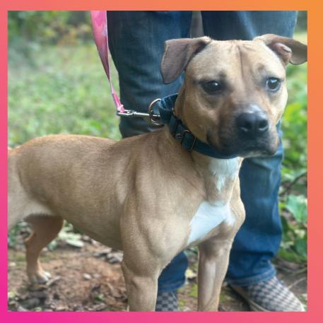 Enlarge Hattie, a Adoptable American Staffordshire Terrier in Fuquay Varina, NC image 5/6