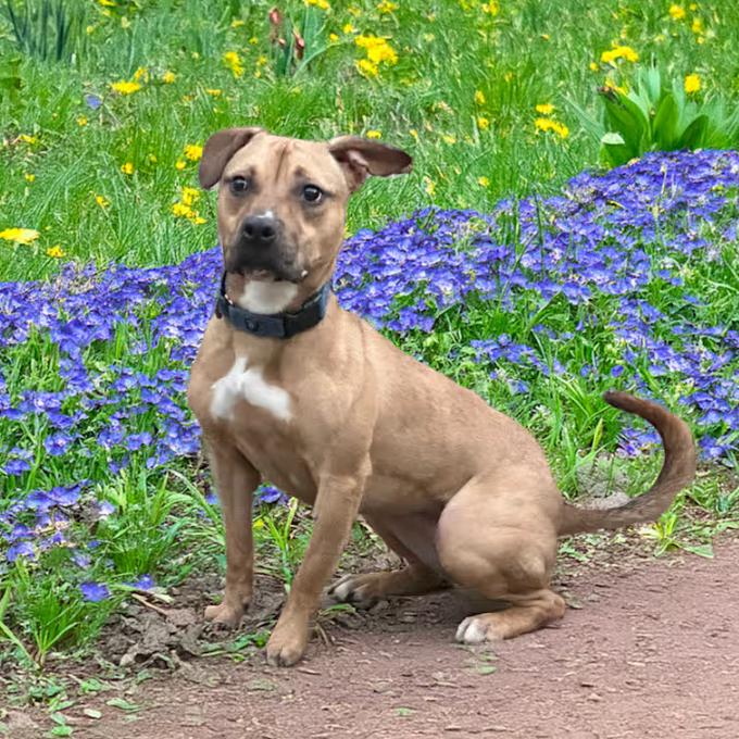 Enlarge Hattie, a Adoptable American Staffordshire Terrier in Fuquay Varina, NC image 6/6