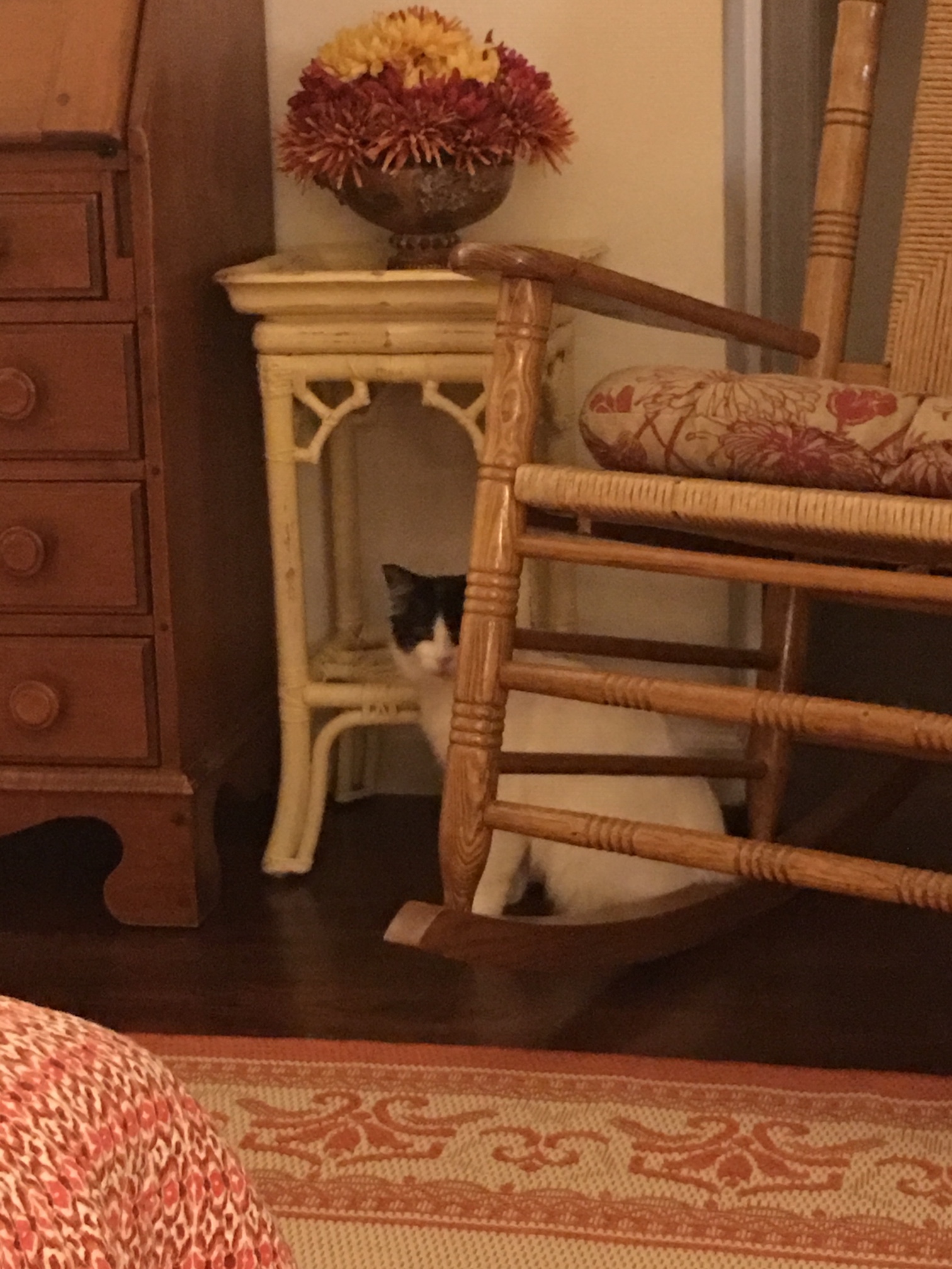 ZORRO, a Adoptable mixed breed in Sardinia, OH image 1/12