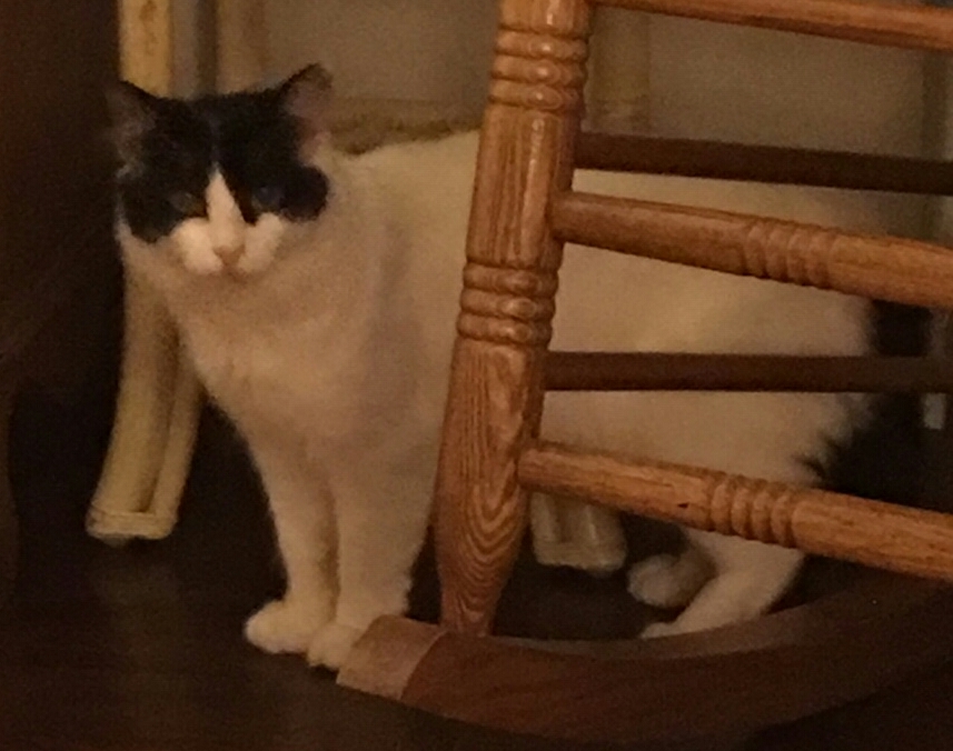 ZORRO, a Adoptable mixed breed in Sardinia, OH image 2/12