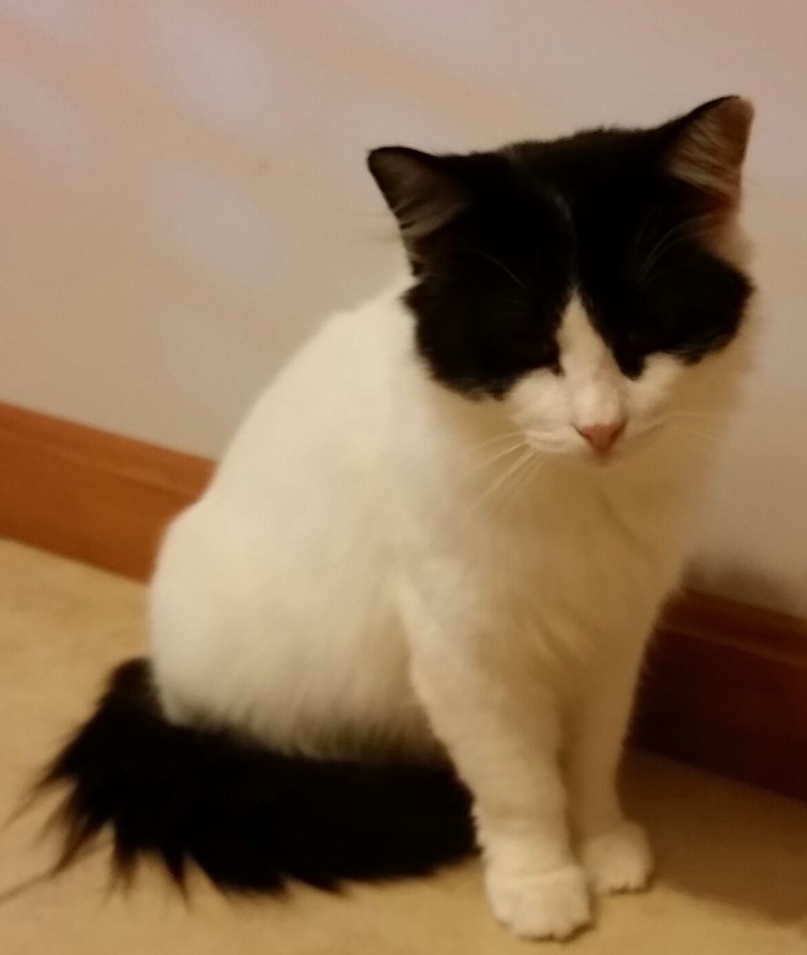 ZORRO, a Adoptable mixed breed in Sardinia, OH image 3/12