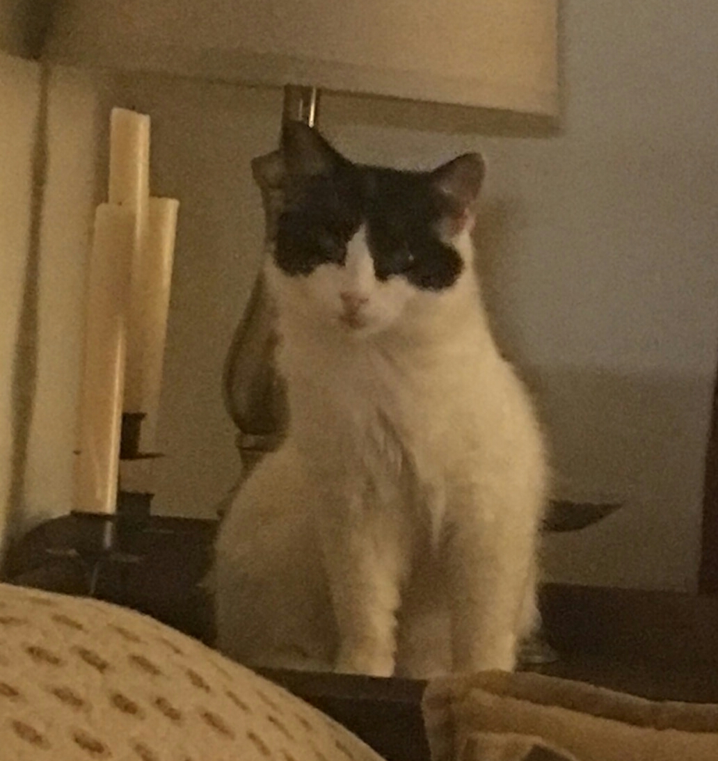 ZORRO, a Adoptable mixed breed in Sardinia, OH image 4/12