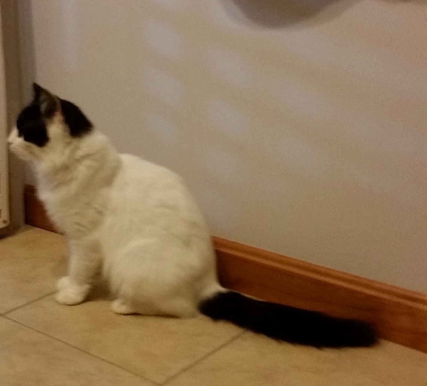 ZORRO, a Adoptable mixed breed in Sardinia, OH image 5/12