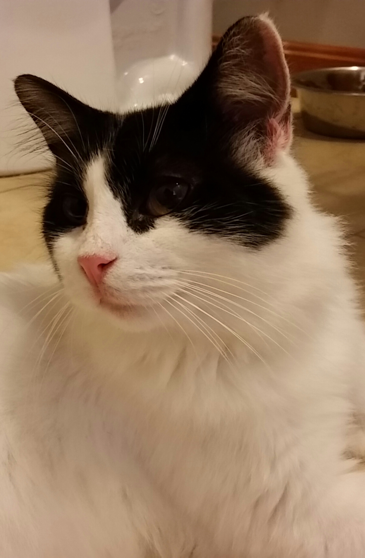 ZORRO, a Adoptable mixed breed in Sardinia, OH image 6/12