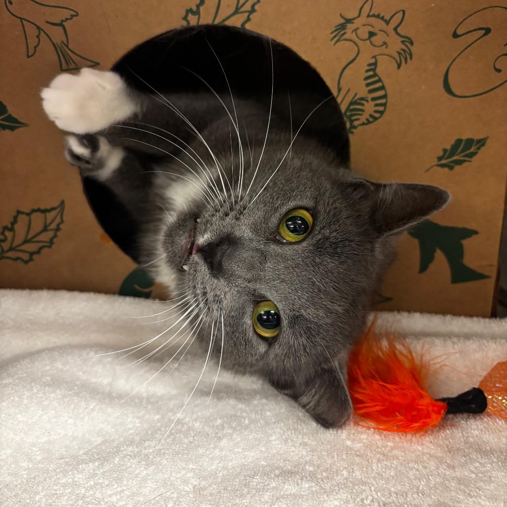 Enlarge Smokey, a Adoptable Domestic Short Hair in Bristol, IN image 1/6