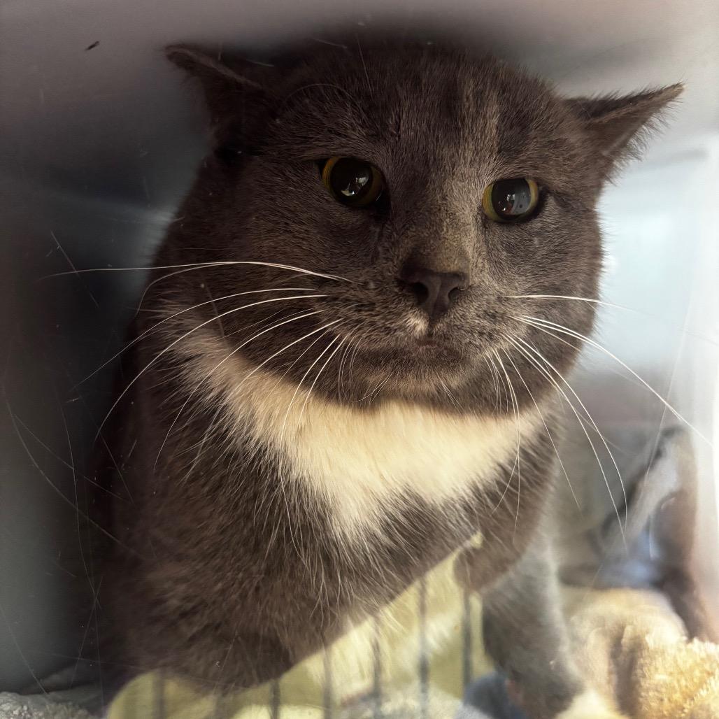 Enlarge Smokey- Rodent responder, adoption fees waived!, a Adoptable Domestic Short Hair in Bristol, IN image 1/4